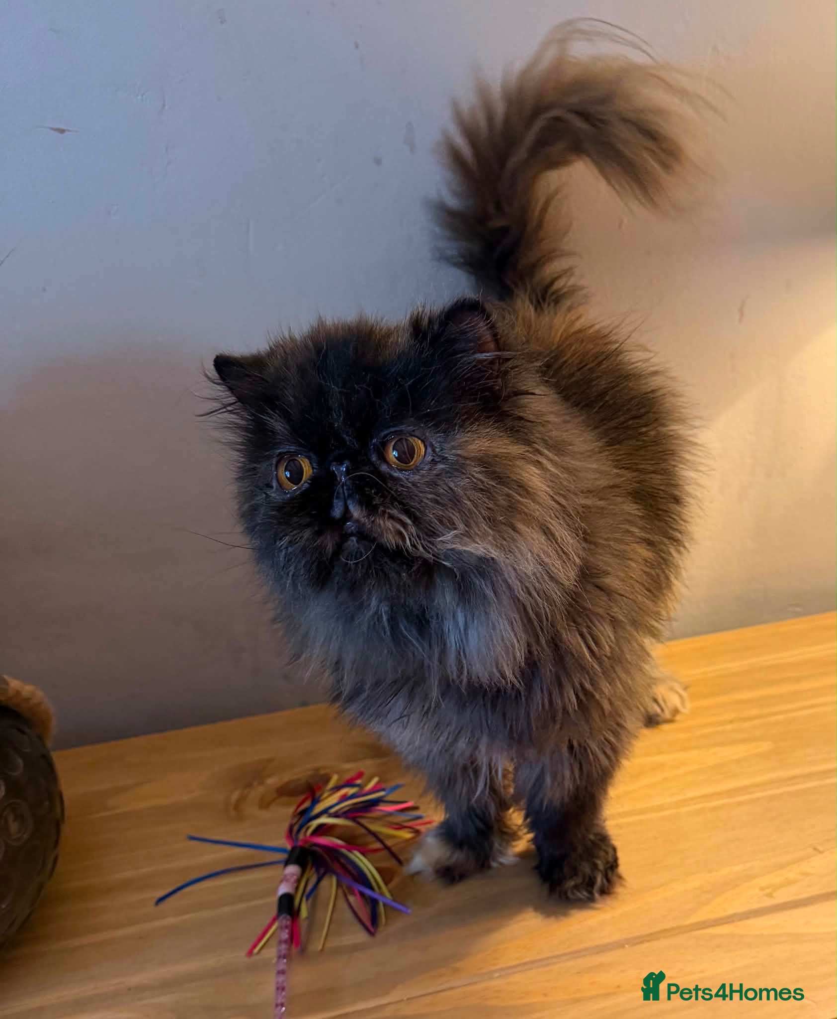Persian cats Pretty Tortie Persian - Advert 15