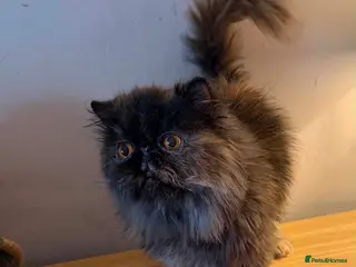 Persian cats Pretty Tortie Persian - Advert 15