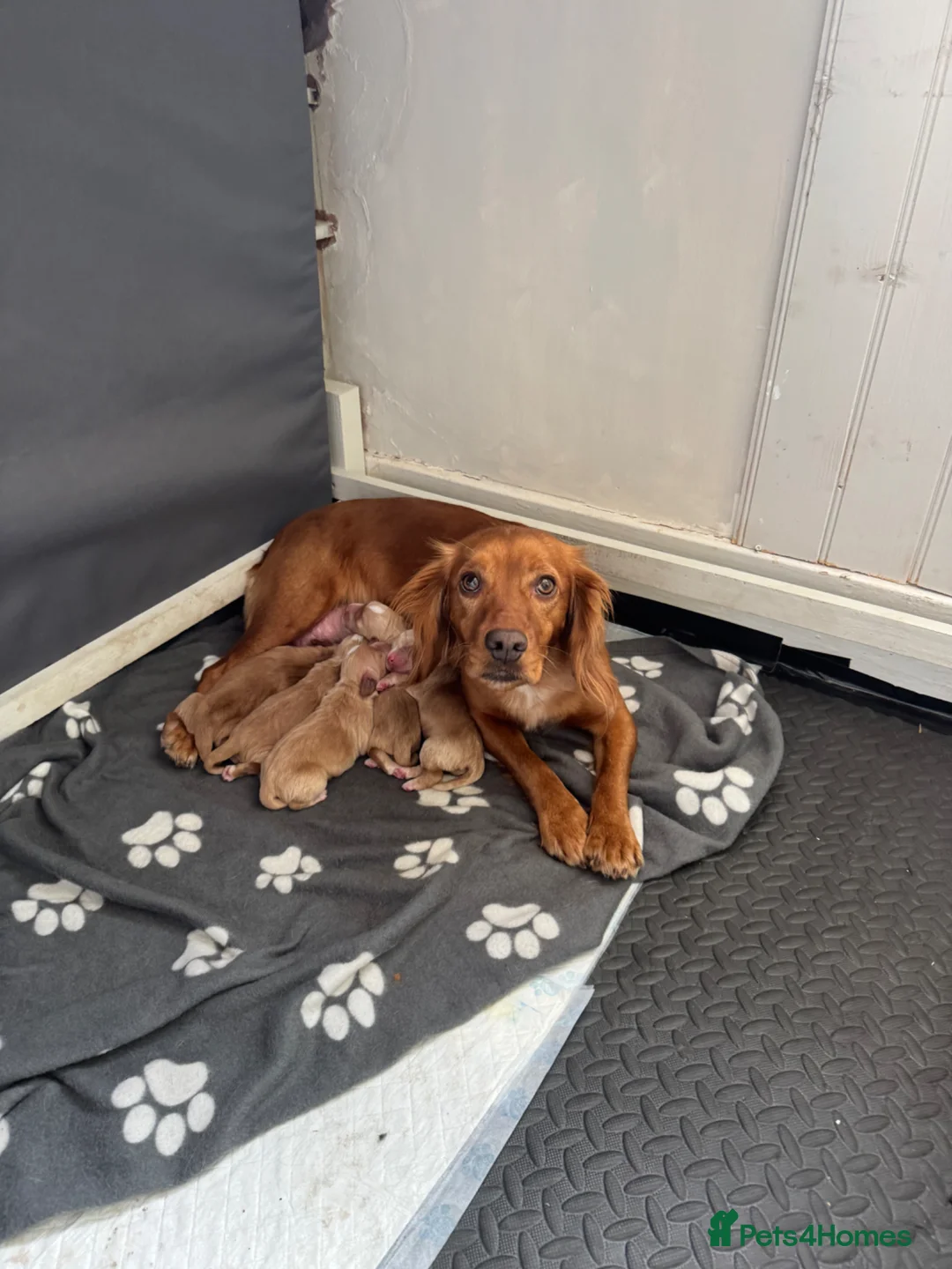 Cocker Spaniel dogs for sale: Working cocker spaniel  in Workington - Advert 1