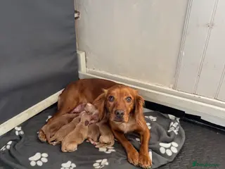 Cocker Spaniel dogs Working cocker spaniel - Advert 2