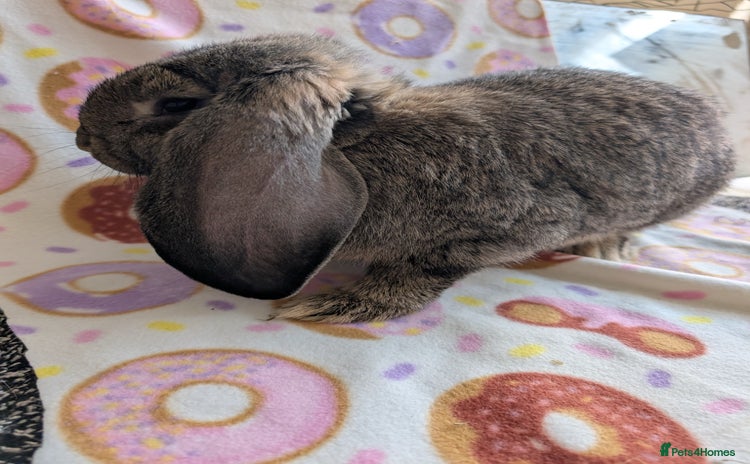 French Lop rabbits - Advert 1