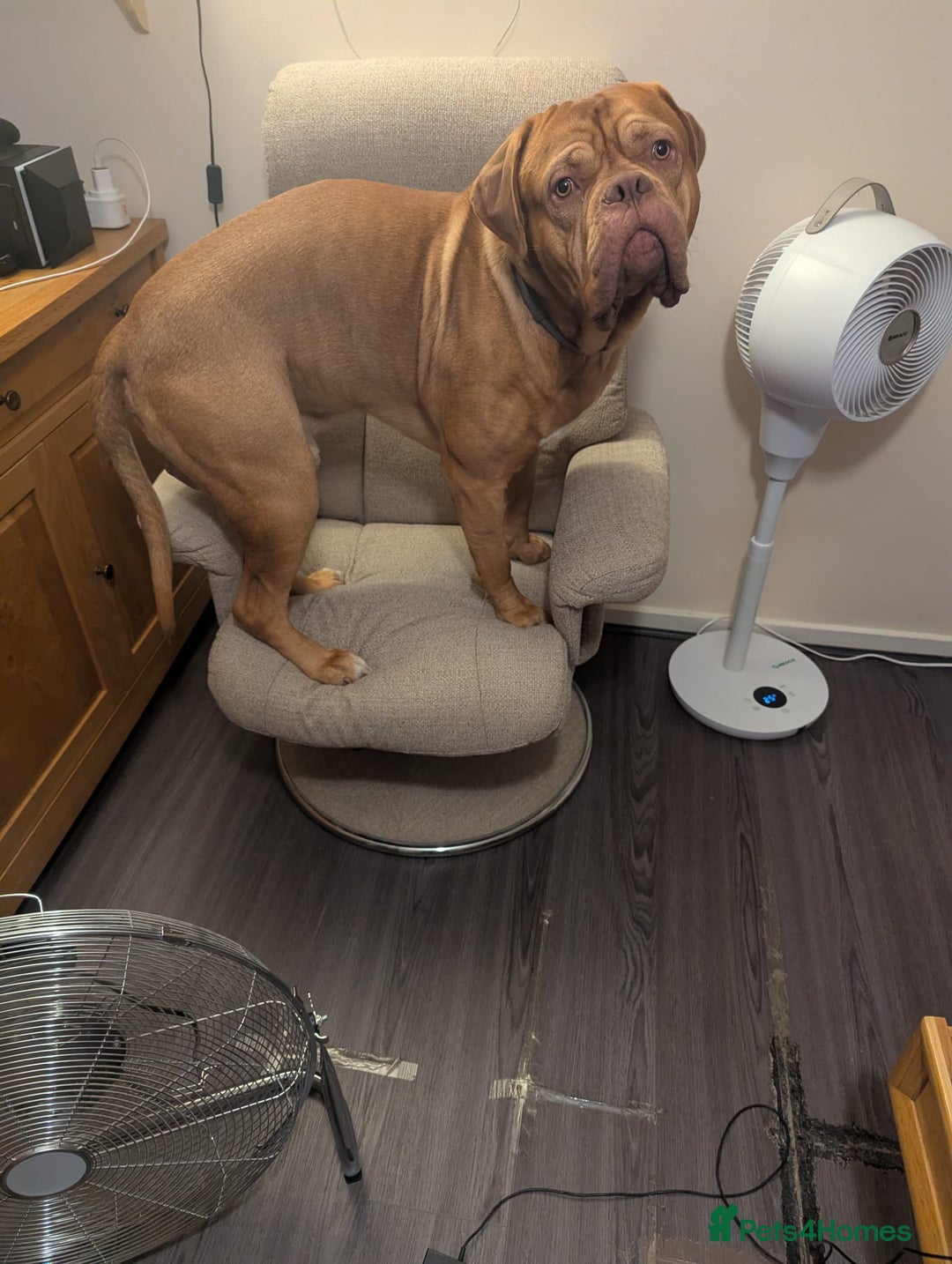 Dogue De Bordeaux dogs for sale: 2 YEAR OLD MALE DOGUE DE BORDEAUX KC REGISTERED - Advert 9