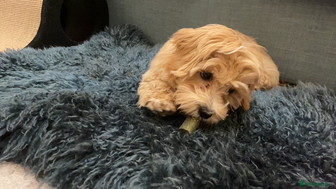 Maltipoo dogs for sale: Cute Maltipoo Girl - Image 6