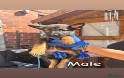 Belgian Shepherd Dog dogs for sale: Belgian Malinois - Image 10