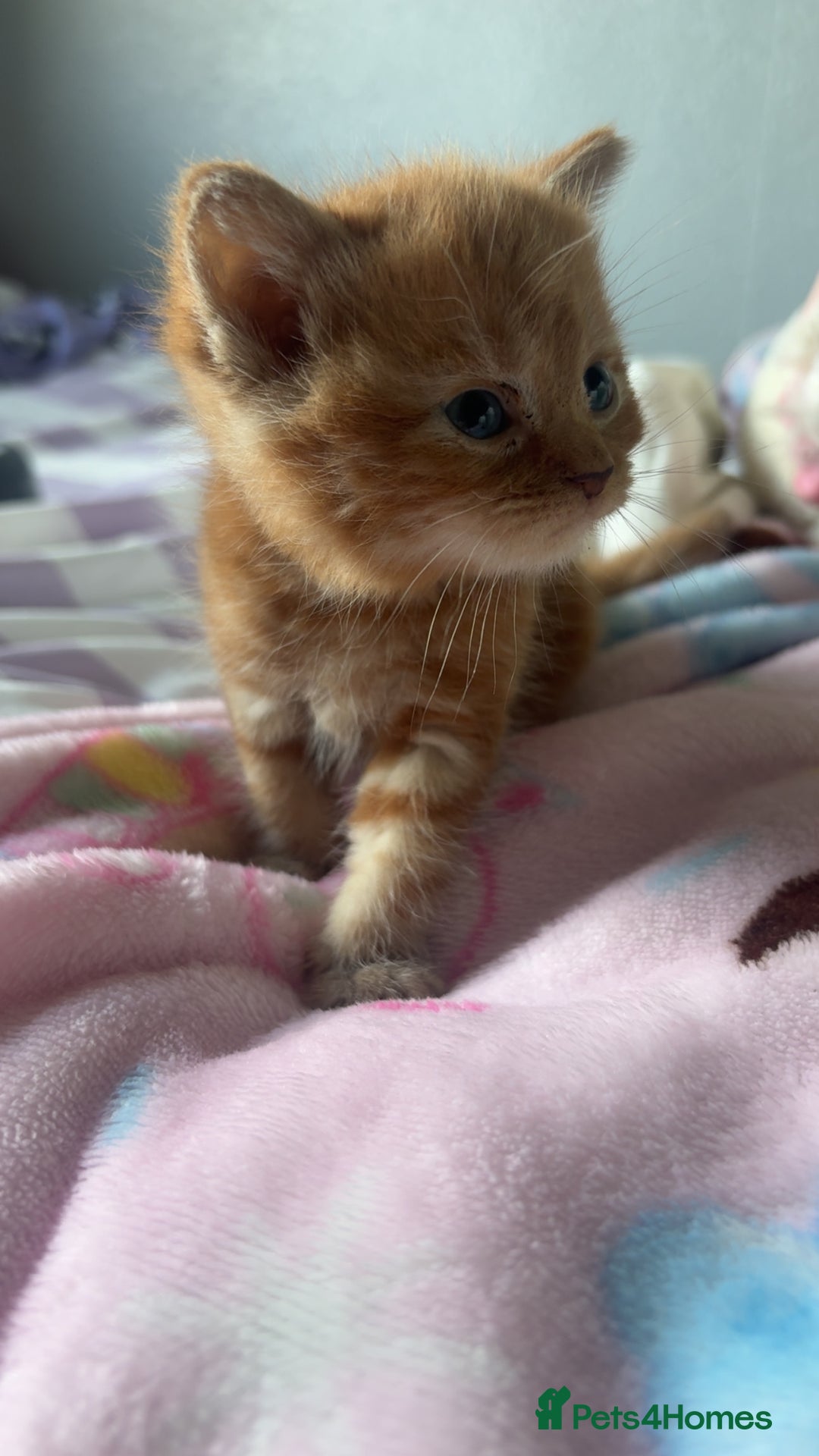 Mixed Breed cats for sale: 2 male kittens long hair  - Image 3