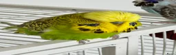 Budgerigars birds for sale: Super Tame Exhibition Budgie - Advert 6