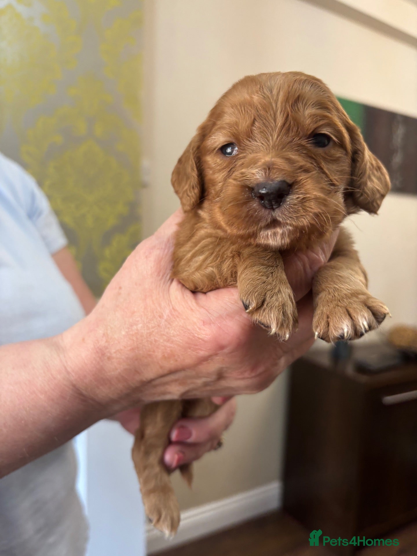 Cocker Spaniel dogs Stunning Fox Red Cocker Spaniel puppies 🐶  - Advert 14
