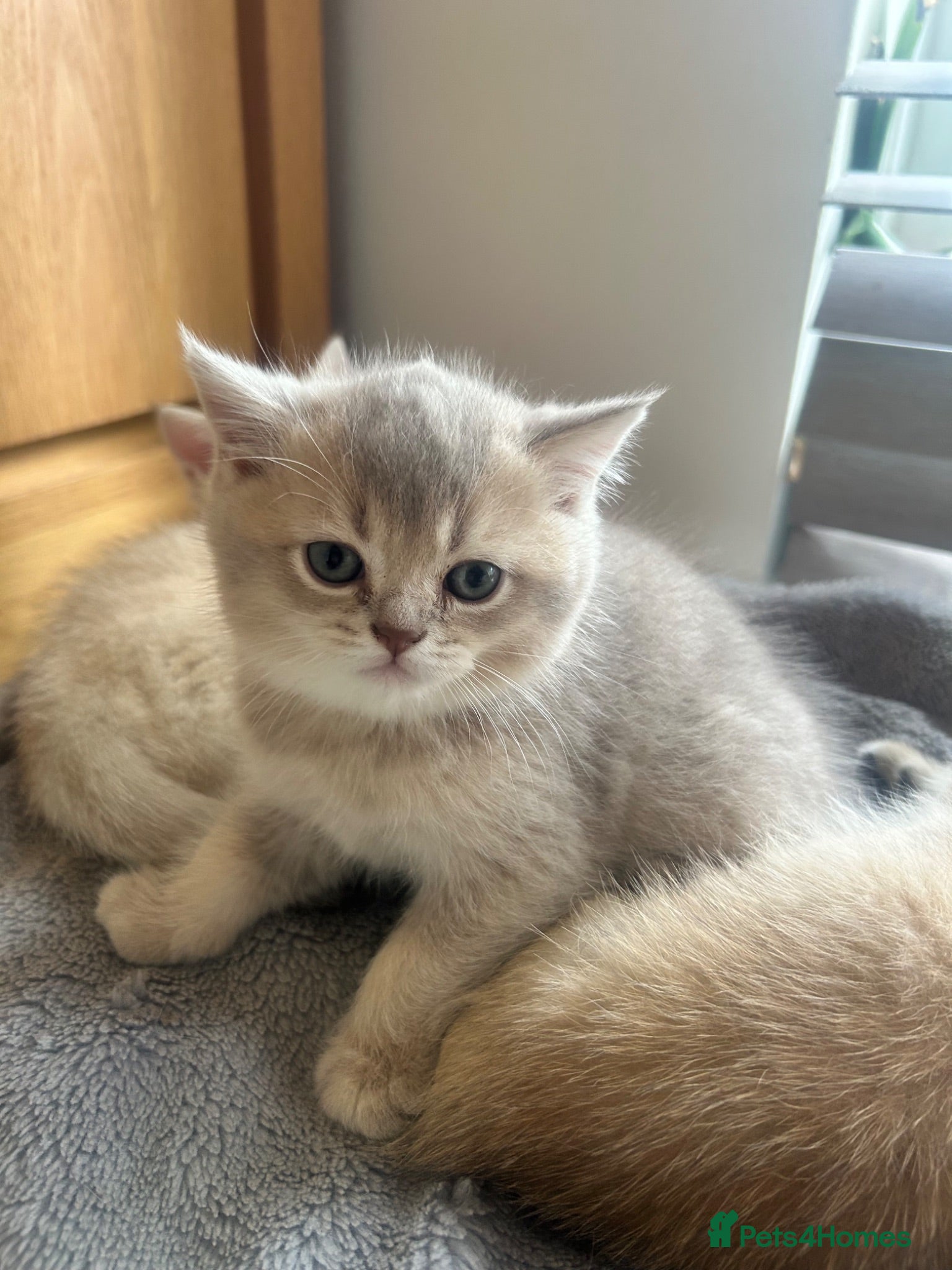 Scottish Fold cats  Kittens Ready for Their Forever Homes - Advert 1