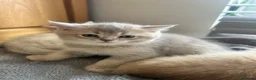 Scottish Fold cats for sale:  Kittens Ready for Their Forever Homes - Advert 22