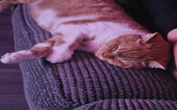 British Shorthair cats for sale: ginger female British short hair ❤️❤️ - Image 4