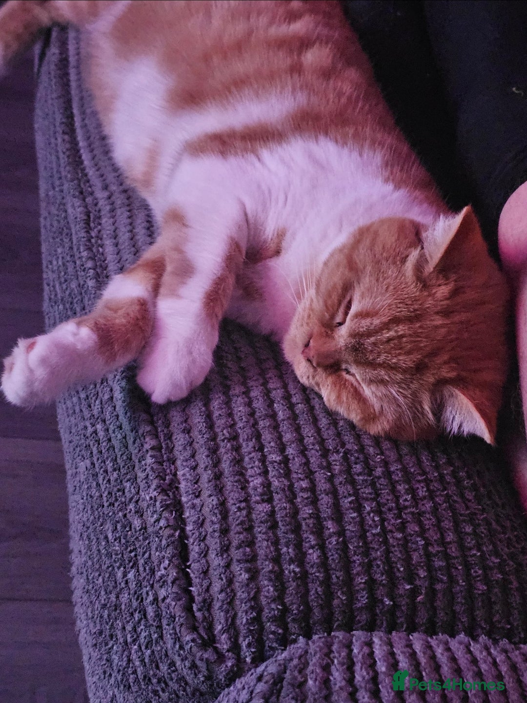 British Shorthair cats for sale: ginger female British short hair ❤️❤️ - Image 4