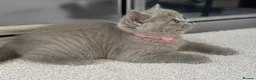 British Shorthair cats for sale: Adorable British Shorthair kittens    - Advert 2