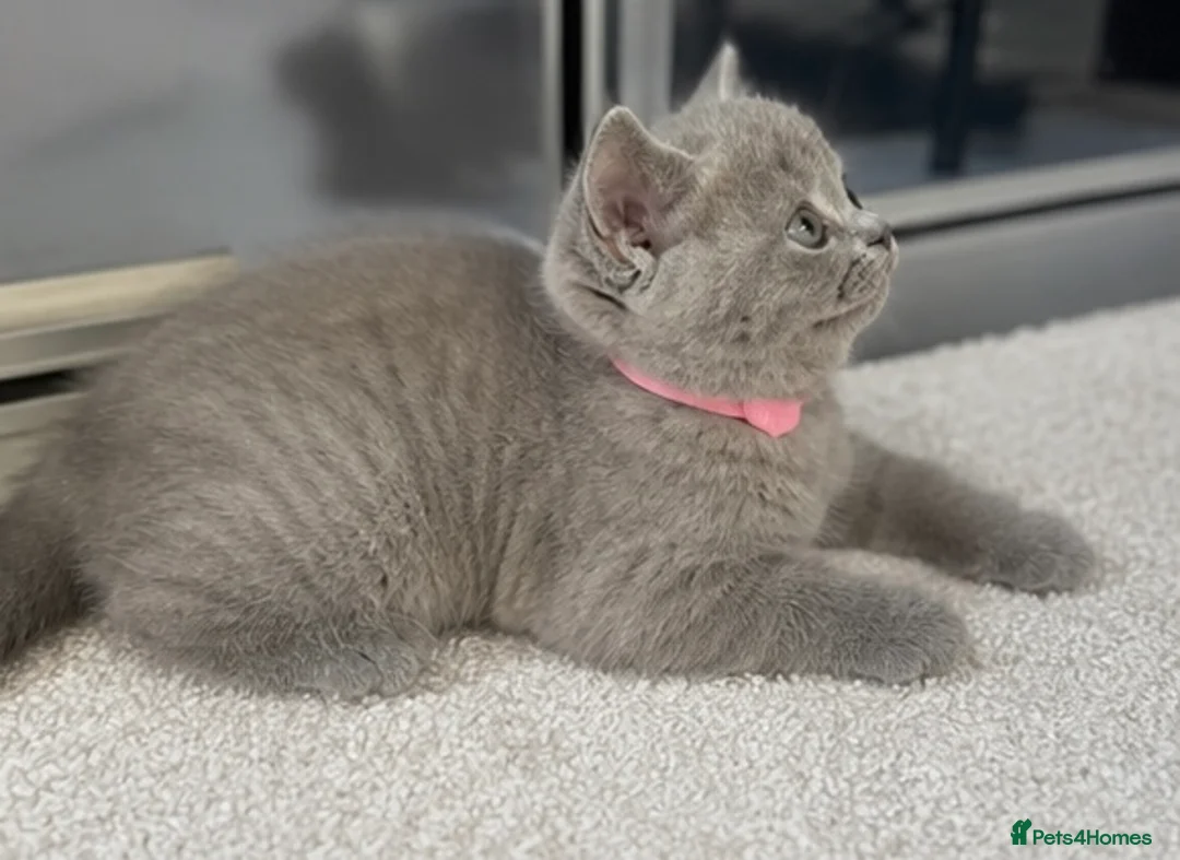 British Shorthair cats for sale: Adorable British Shorthair kittens    - Advert 2