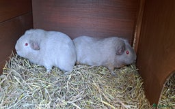 Guinea Pig rodents for sale: Two bonded male guineas - Advert 3