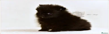 Pomeranian 3
