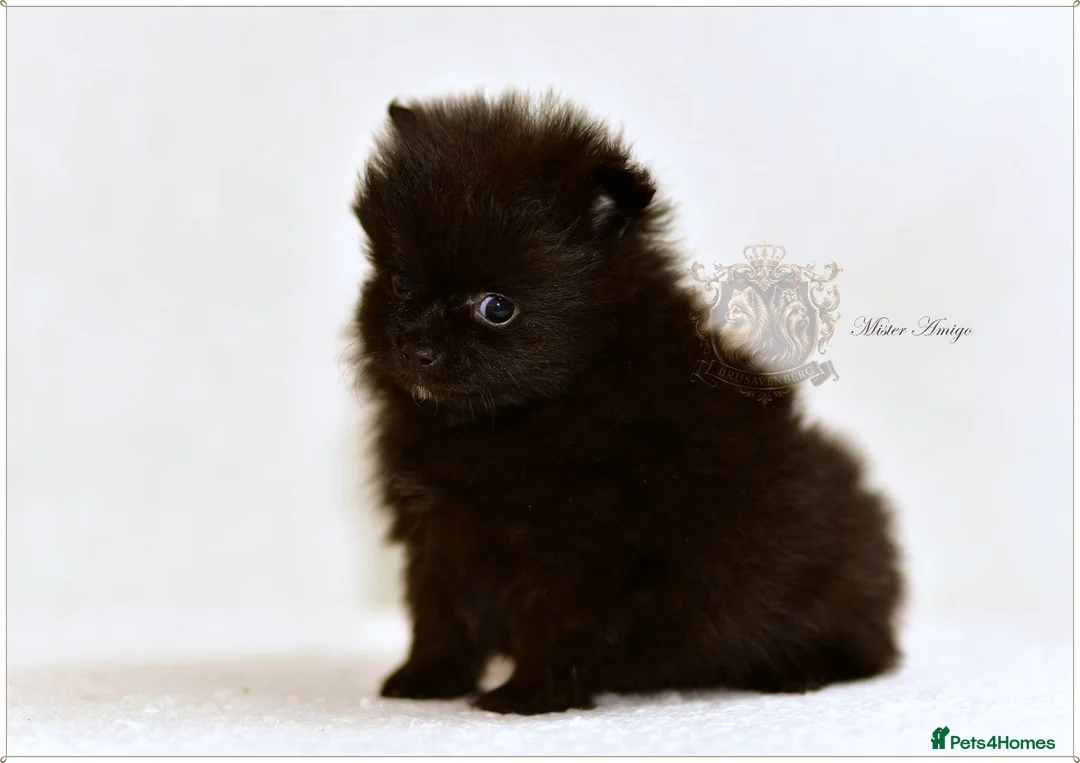 Pomeranian dogs for sale: MINIATURE POMERANIAN PUPPIES - Advert 17