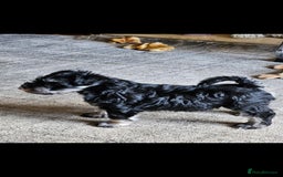 Miniature Schnauzer dogs for sale: Playful loving schnauzers - Image 15