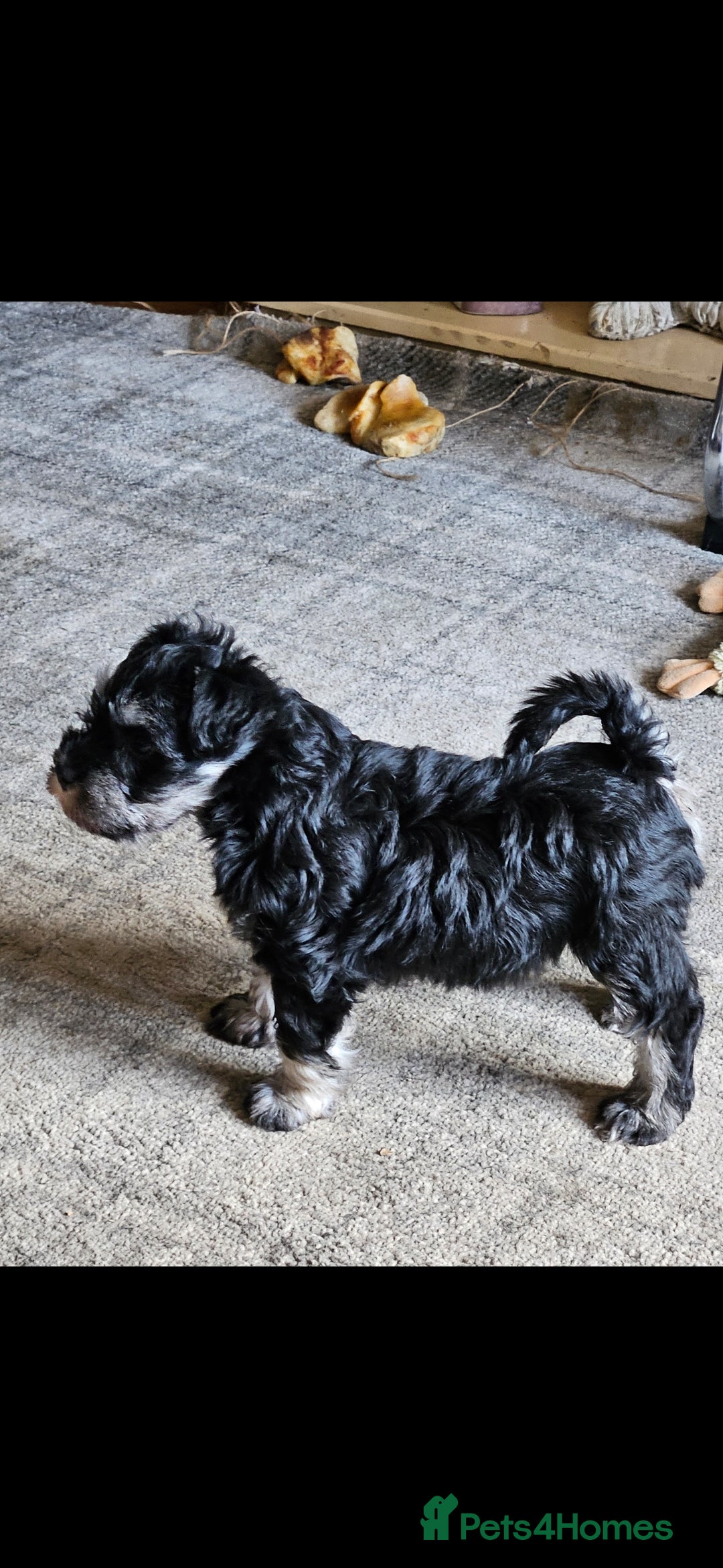 Miniature Schnauzer dogs for sale: Playful loving schnauzers - Image 15