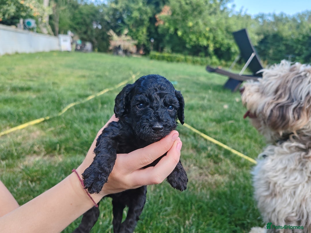 Bordoodle dogs for sale: Borderdoodle  Free five weeks insurance  - Image 7