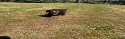Sprocker dogs for sale: Sprocker/sprockador in Barnstaple - Advert 10