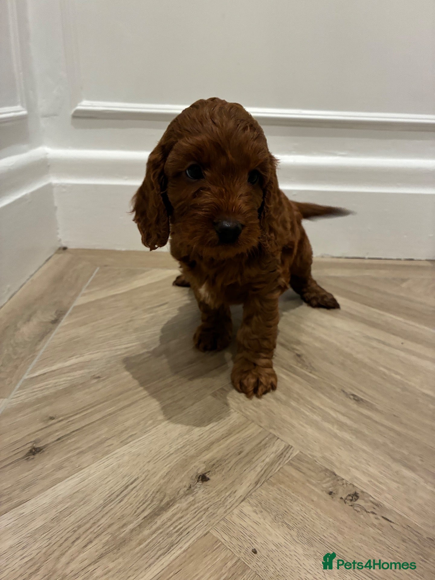 Cockapoo dogs for sale: Stunning Fox Red Cockapoo Puppies - Advert 2
