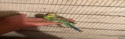 Budgerigars birds for sale: Budgies for sale £40 each collection mk404nn - Advert 6