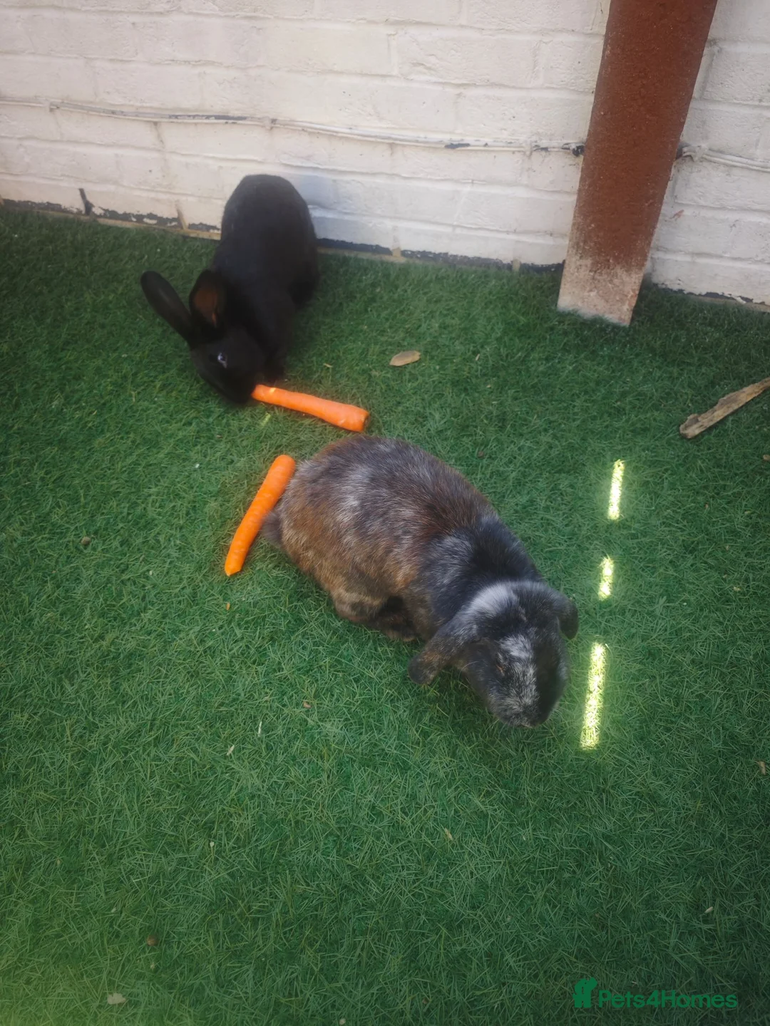 Mini Lop rabbits for sale: Bonded Pair of Lovely Rabbits in Sutton - Advert 1