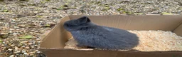 Netherland Dwarf rabbits for sale: Pure Netherland Dwarf rabbits - Advert 3