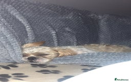 Shih Tzu dogs for sale: Pups for sale - Image 8