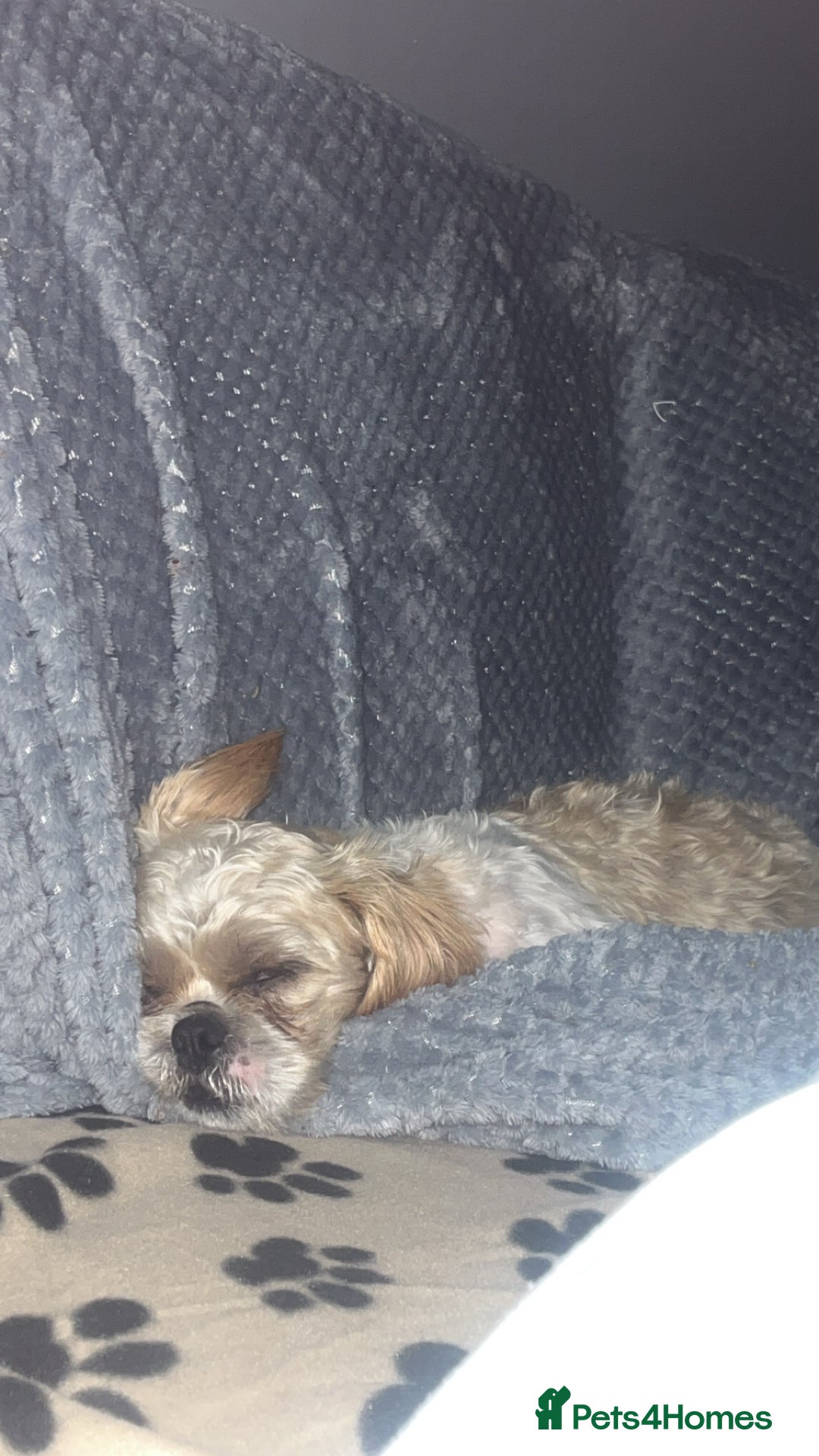 Shih Tzu dogs for sale: Pups for sale - Image 8