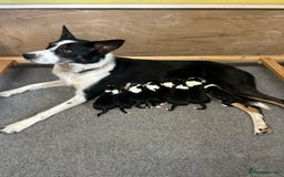Border Collie dogs for sale: Border Collie Pups for Sale  - Image 7