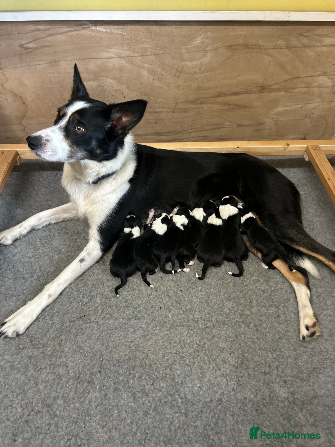 Border Collie dogs for sale: Border Collie Pups for Sale  - Image 7