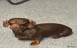 Miniature Dachshund dogs for sale: Blue needs new home  - Image 10