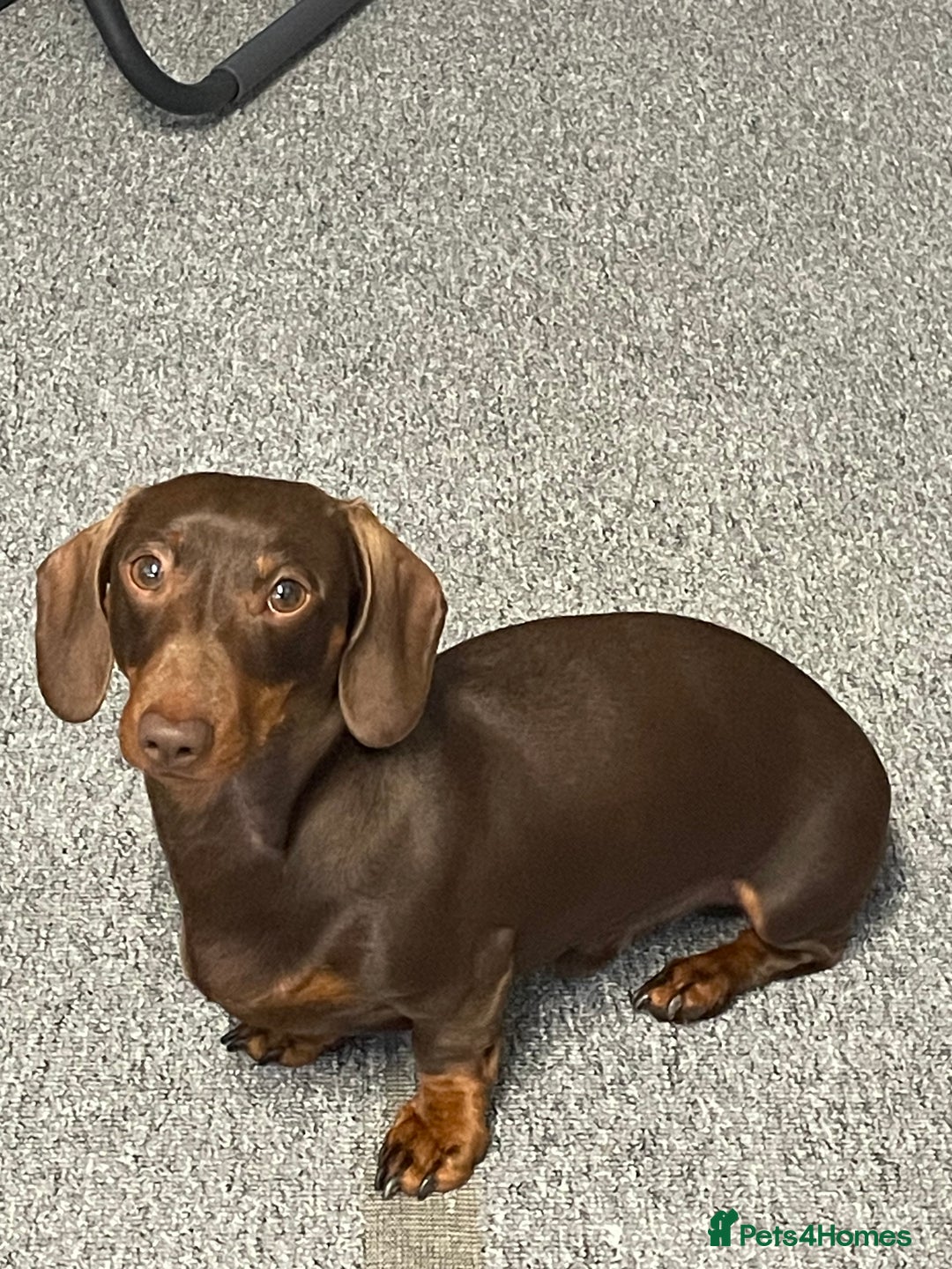 Miniature Dachshund dogs for sale: Blue needs new home  - Image 10