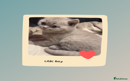 British Shorthair cats for sale: Beautiful Fluffy British Shorthair Kittens  - Image 19
