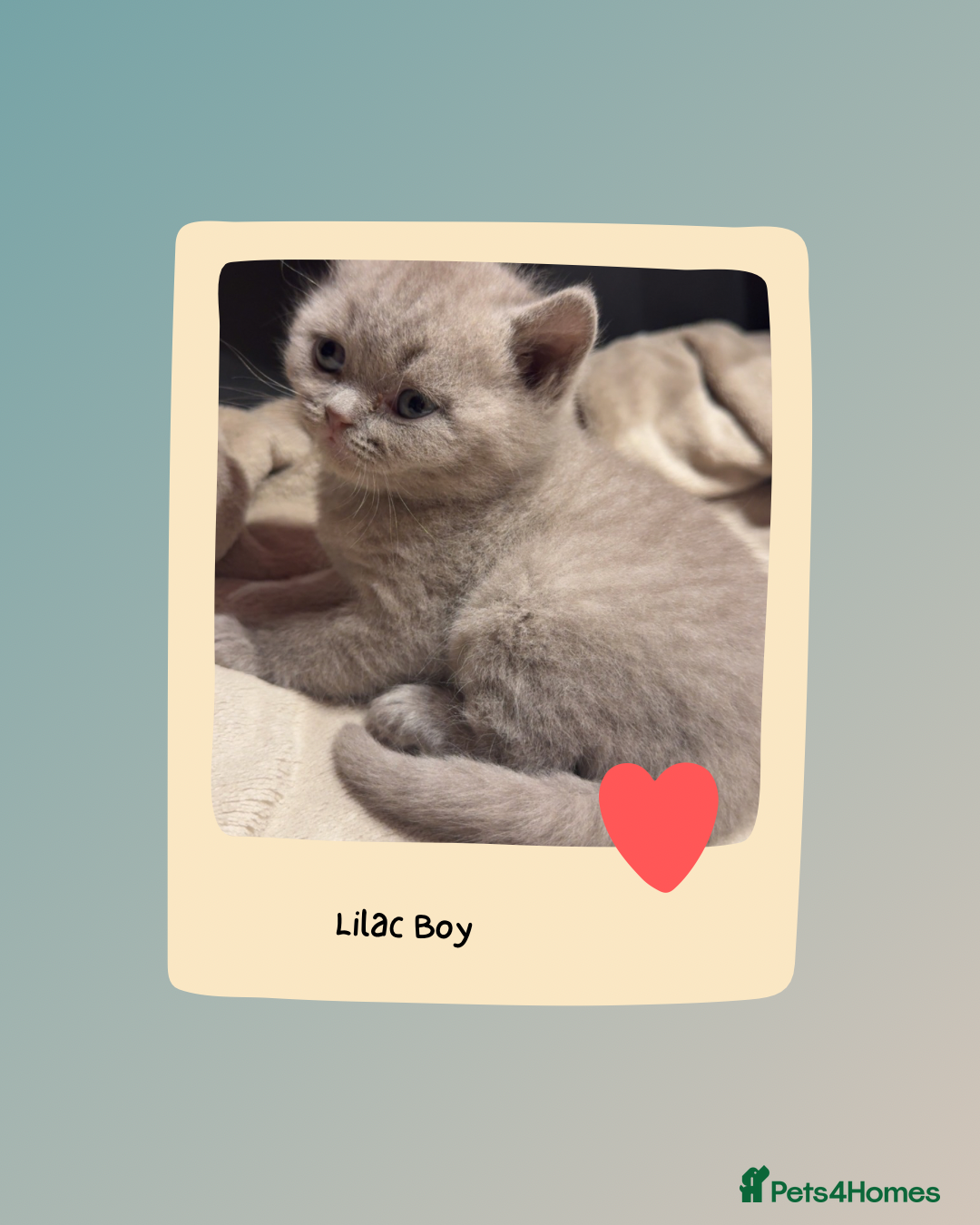 British Shorthair cats for sale: Beautiful Fluffy British Shorthair Kittens  - Image 19