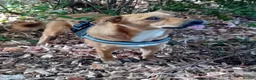 Mixed Breed dogs for adoption: 🐶🐱 BELLA & MINNIE - A BEAUTIFUL FRIENDSHIP  🐾❤️ - Advert 8