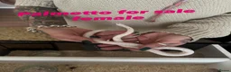 Corn Snake reptiles for sale: Corn snakes cb26 and cb25 available  - Advert 5