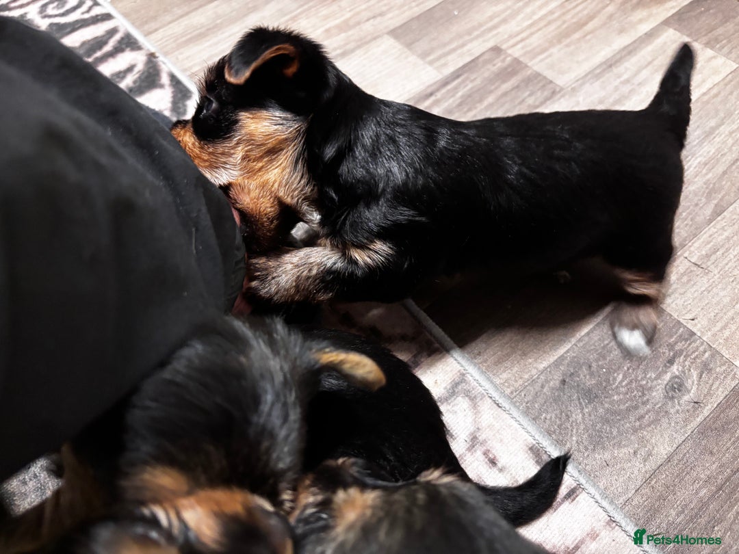 Yorkshire Terrier dogs for sale: Puppy🐶 - Advert 14