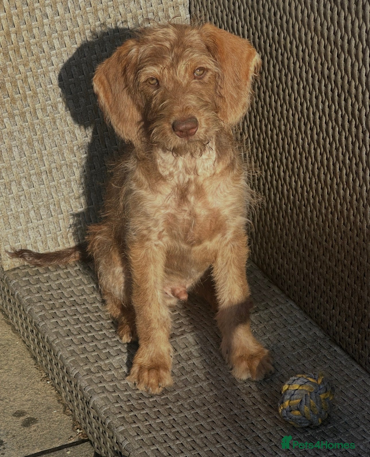 Australian Labradoodle dogs Australian labradoodle last boy reduced ready now  - Advert 4