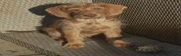 Australian Labradoodle dogs for sale: Australian labradoodle last boy reduced ready now  - Advert 3