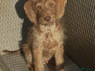 Australian Labradoodle dogs Australian labradoodle last boy reduced ready now - Advert 4