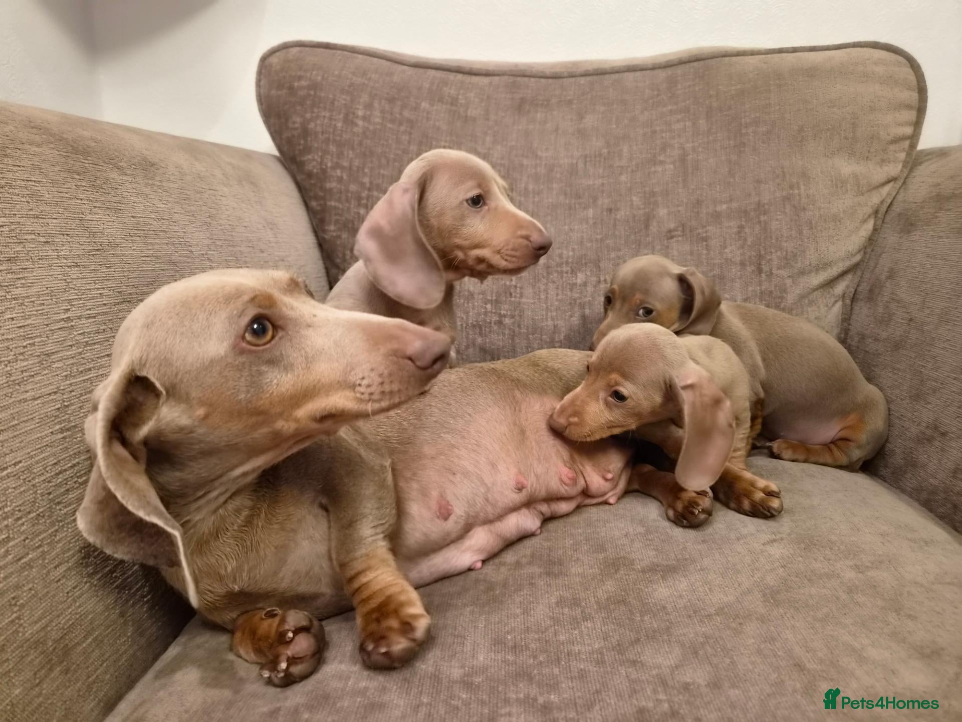 Miniature Dachshund dogs Isabella miniature dachshund puppies  - Advert 2