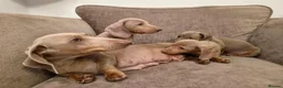 Miniature Dachshund dogs for sale: Isabella miniature dachshund puppies  - Advert 2