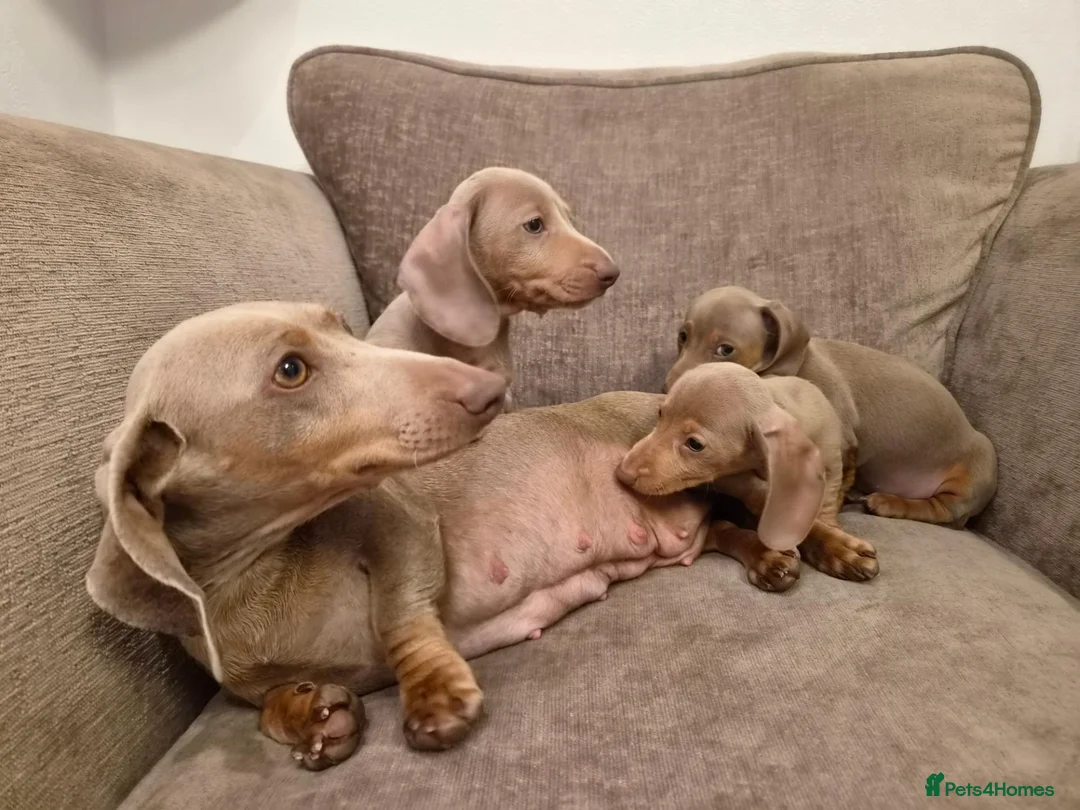 Miniature Dachshund dogs for sale: Isabella miniature dachshund puppies  - Advert 2