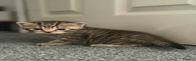 Scottish Fold Kitten 1