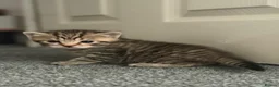 Scottish Fold cats for sale: Scottish fold kittens - Advert 27