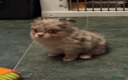 Pomchi dogs for sale: Beautiful Pomchi merl pups - Image 4