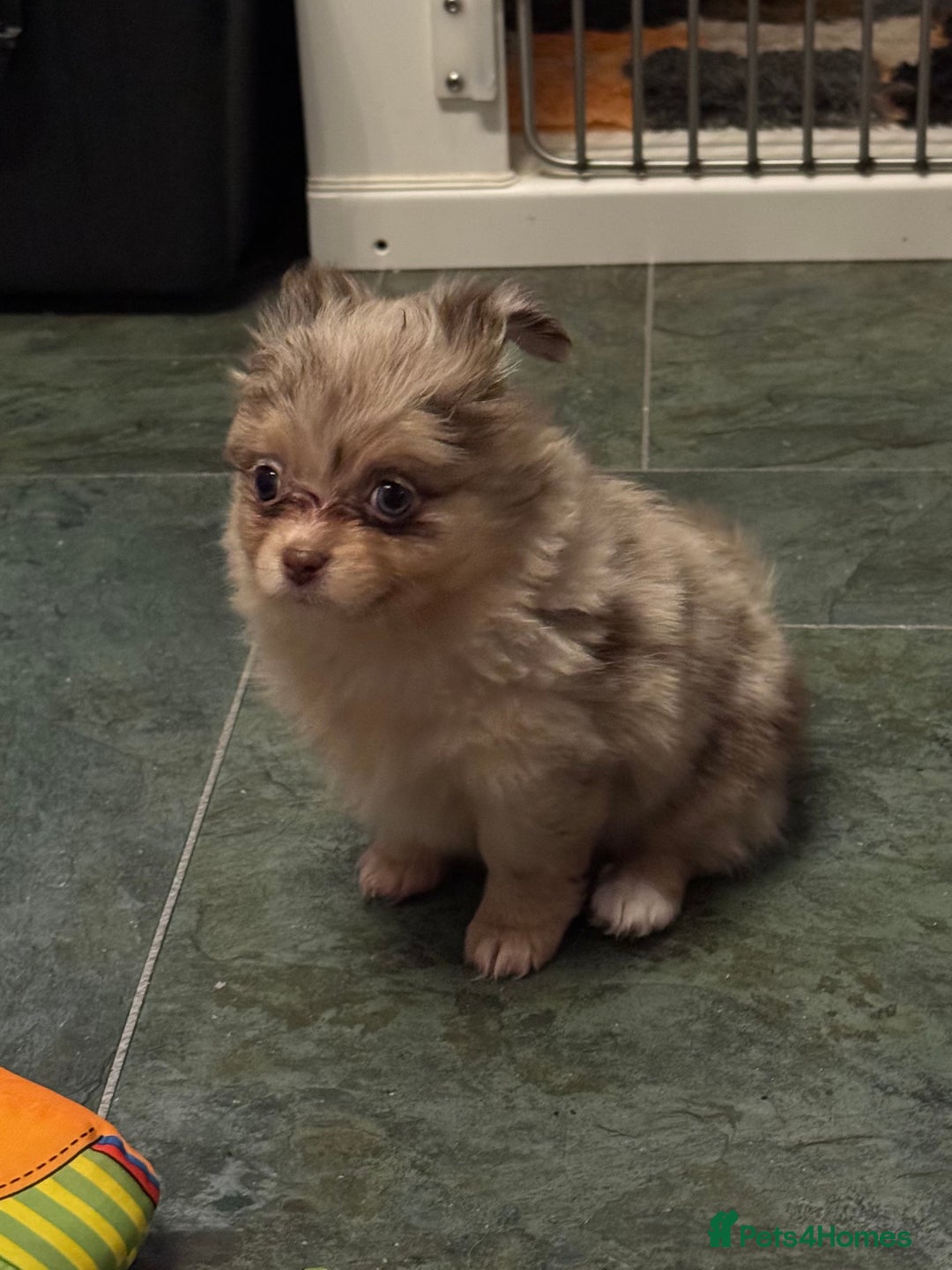 Pomchi dogs for sale: Beautiful Pomchi merl pups - Image 4