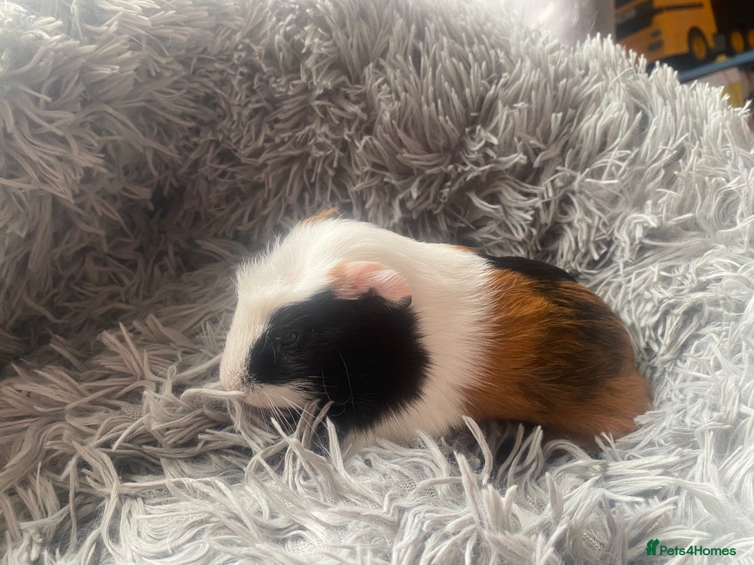 Guinea Pig rodents for sale: Guinea pigs  - Image 12